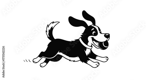 Joyful black and white dog running with a ball in its mouth, isolated on a white background