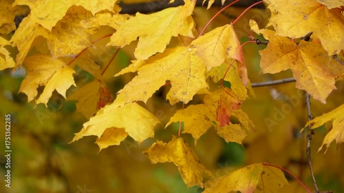 Wallpaper Mural Yellow maple leaves swaying on a tree branch on a sunny autumn day. Warm autumn, Indian summer. Torontodigital.ca