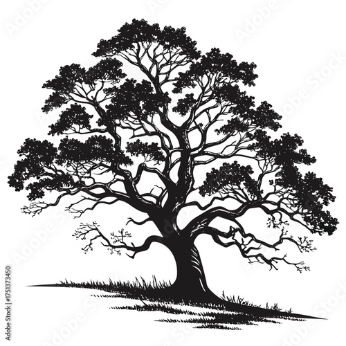 Forest landscape with multiple pine tree silhouettes in black vector minimal style