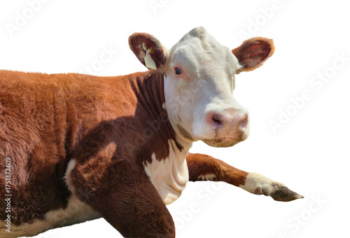Brown white cow resting on transparent background