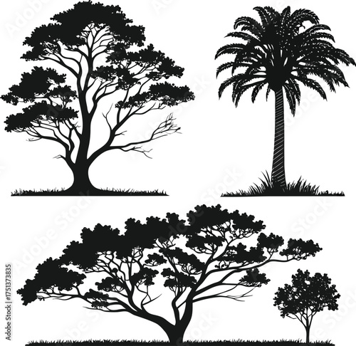 African Acacia Tree Silhouette Vector