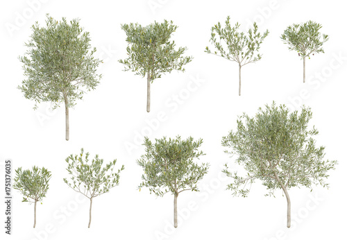 Fotografie 3d set olea europaea small trees in different view on transparent background