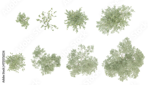 Photos Green set Top view 3d trees of olea europaea small on transparent background