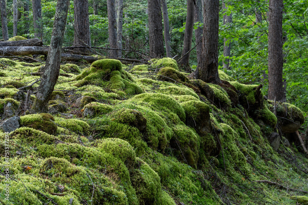 Fototapeta premium 甲武信ヶ岳の苔むす森の登山道の風景