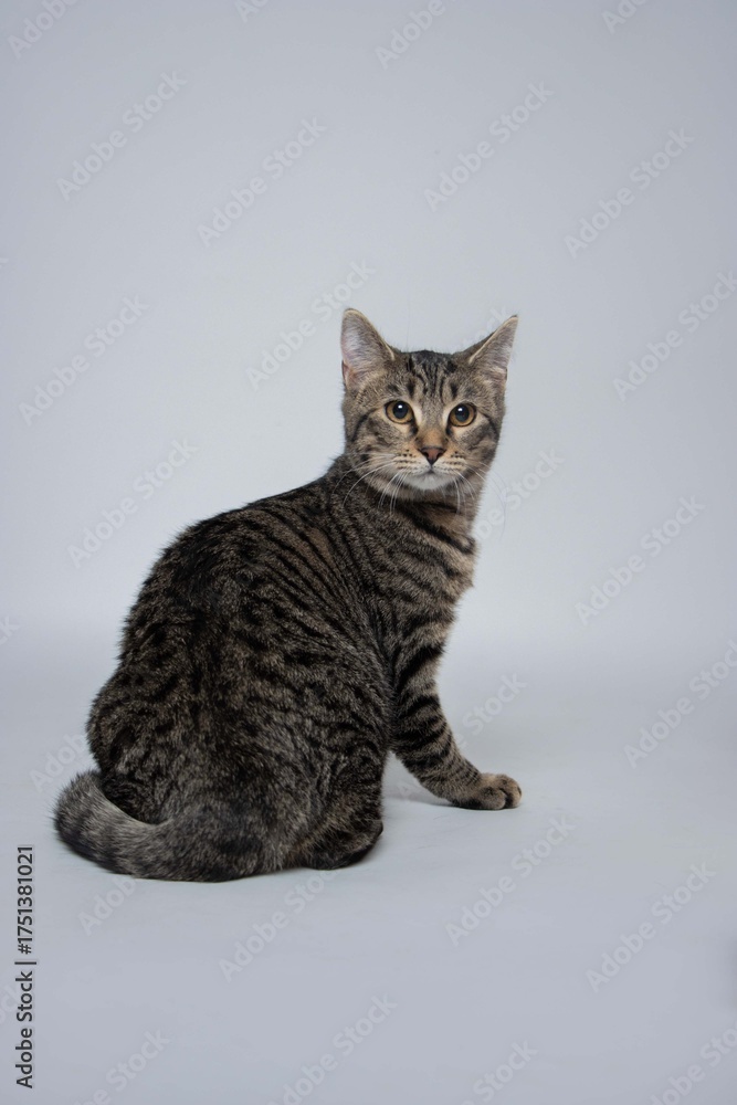 Obraz premium cat on the floor