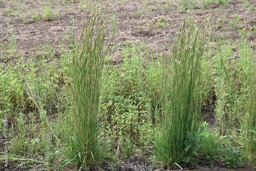 Broomsedge bluestem (Andropogon virginicus). Poaceae. In autumn, the spikelets produce numerous fluffs and the seeds are dispersed by the wind. Used as a material for plant dyes.
