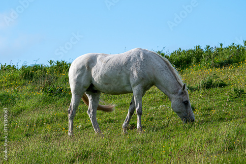 Konstfotografi withe horse in the field
