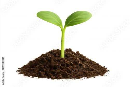 Wallpaper Mural Green seedling sprouting from soil, symbolizing new life, growth, and environmental sustainability, transparent background Torontodigital.ca