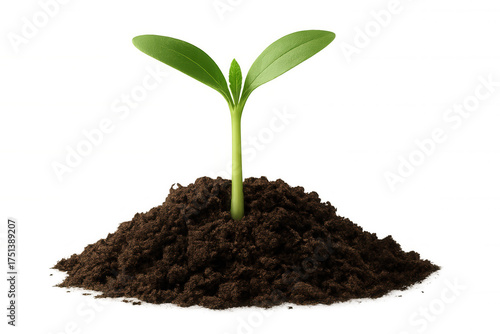 Wallpaper Mural Green seedling growing in rich soil, symbolizing new life, growth, and environmental care with transparent background Torontodigital.ca