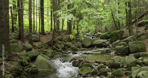 Green Forest Stream Cascades Over Moss-Covered Rocks, Creating a Tranquil and Peaceful Natural Landscape