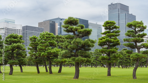 Japanese black pine trees on a lush green lawn, set against a backdrop of soaring modern glass skyscrapers in the Imperial Palace Outer Garden, Tokyo