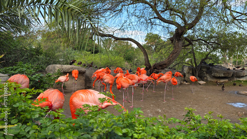 Flamingos at the Gladys Porter Zoo, located in Brownsville, Texas.