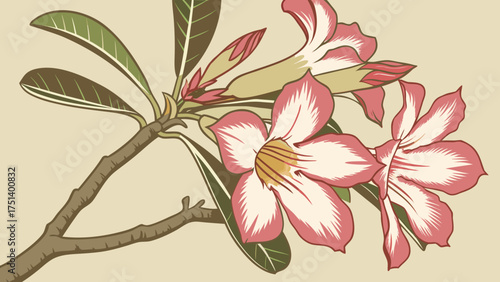 Beautiful desert rose flower illustration with pink petals and green leaves vector design element art print