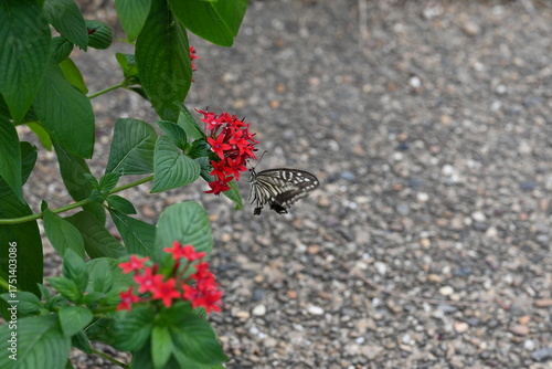 butterfly on a flower