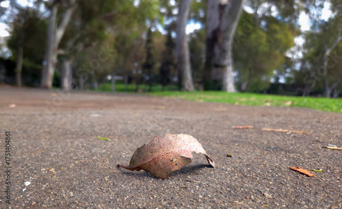 A leaf in a pathway