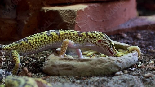 An exotic reptile, a leopard gecko with yellow spotted skin, eats worms