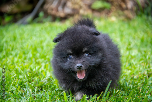 Adorable black Pomeranian puppy on green grass, fluffy tiny dog with white markings exploring outdoors