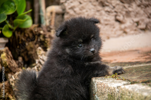 Adorable black Pomeranian puppy on green grass, fluffy tiny dog with white markings exploring outdoors