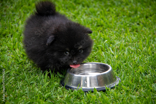 Adorable black Pomeranian puppy on green grass, fluffy tiny dog with white markings exploring outdoors