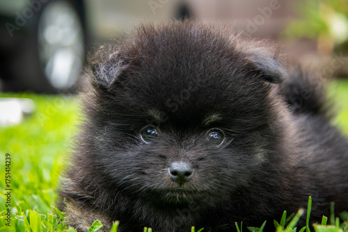 Adorable black Pomeranian puppy on green grass, fluffy tiny dog with white markings exploring outdoors