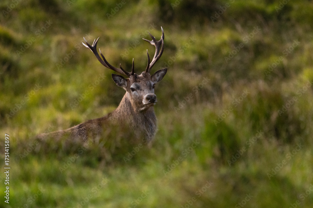 Naklejka premium Red Deer Stag, Isle of Harris, Scotland