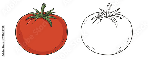 Vector drawing of two whole fresh red tomatoes showing a detailed color image and an outline line art version on a plain white background