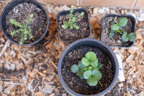 Billede på lærred transplanting flowers, plant seedlings, ground
