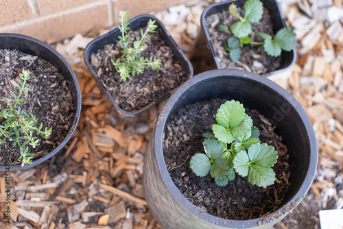 Fototapet transplanting flowers, plant seedlings, ground
