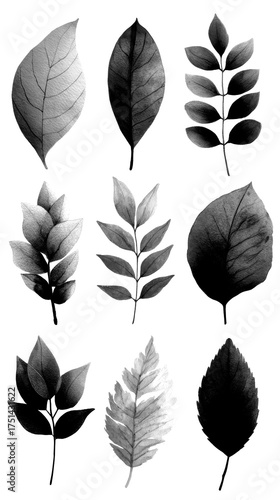 autumn leaves showcasing of orange, red, yellow, and in a natural arrangement on a background