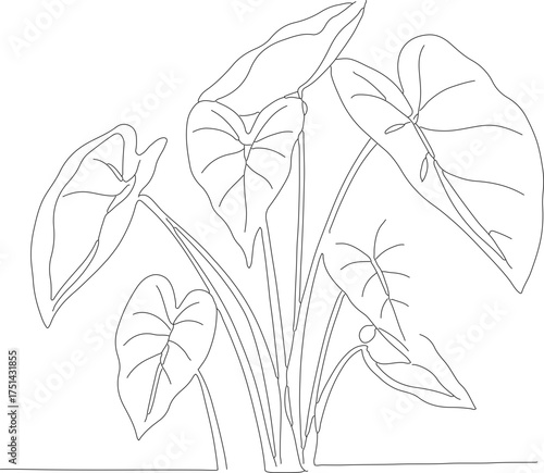 Minimalist Line Art Taro Plant Botanical Illustration Natural Element