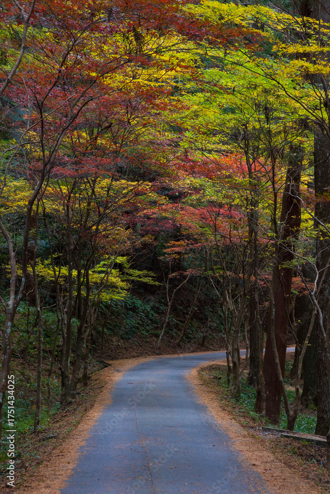 Obraz premium 日本の風景・秋 静岡県森町 紅葉の小國神社