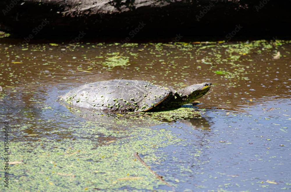 Fototapeta premium Tortuga Acuatica