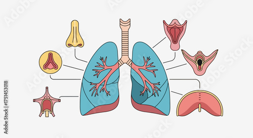 Diagram of the human respiratory system illustrating lungs, trachea, nasal cavity, and diaphragm