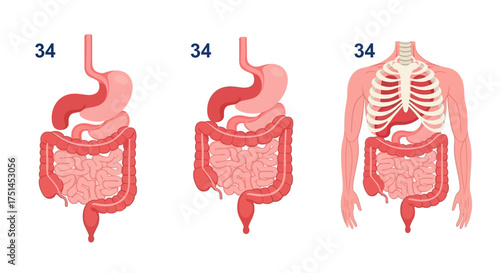 Illustrative depiction of human abdominal anatomy, showcasing the digestive system's stomach and intestines along with the protective rib cage for medical study and health education