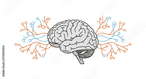 Human Brain Structure & Neuronal Connections Illustration for Neurosciences Studies