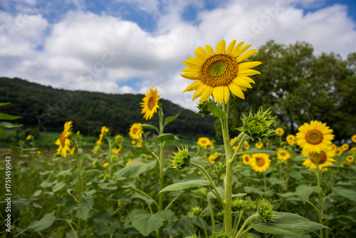 Bright Yellow Sunflower Field under Summer Clouds