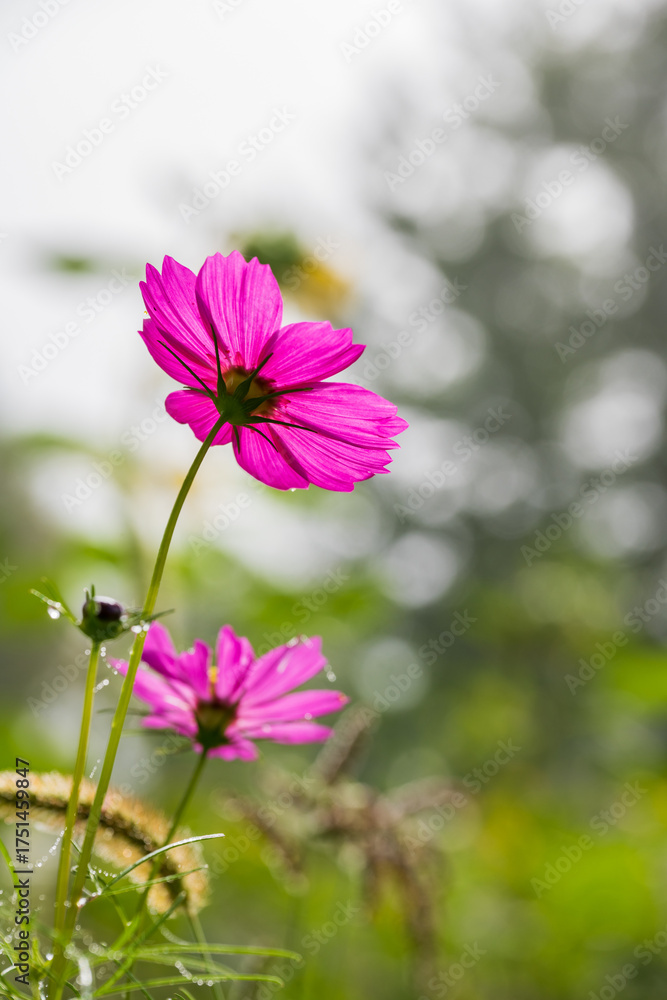 Fototapeta premium Pink Cosmos Flower with Morning Dew under Soft Sunlight