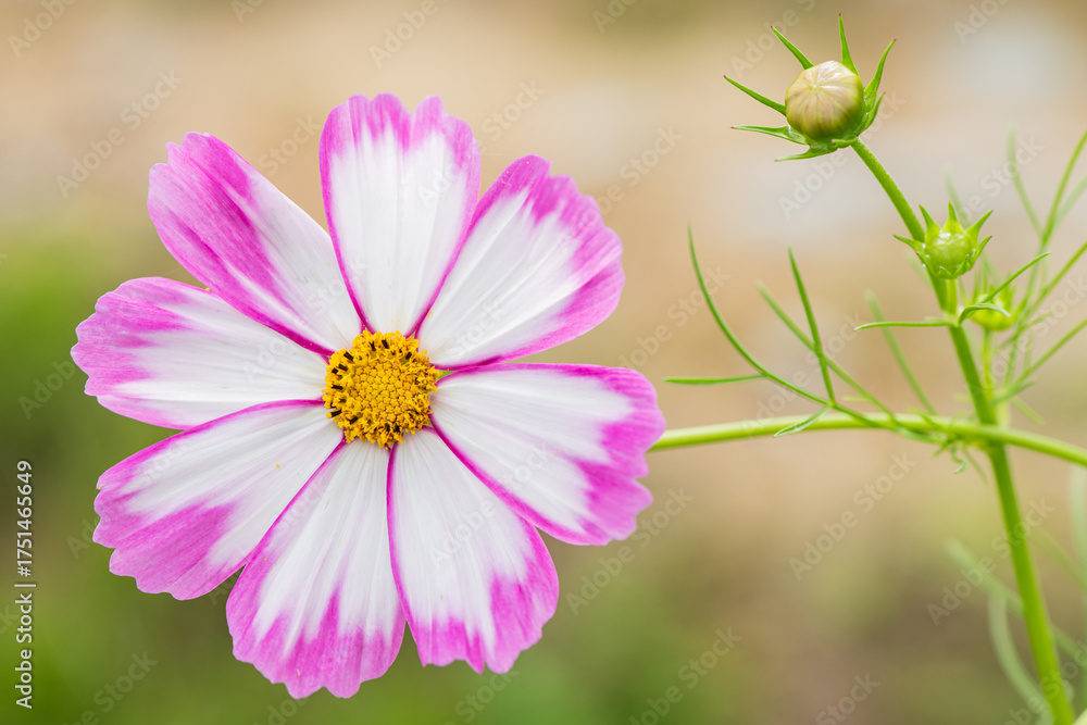 Fototapeta premium Pink and white cosmos flower with bud in soft natural light