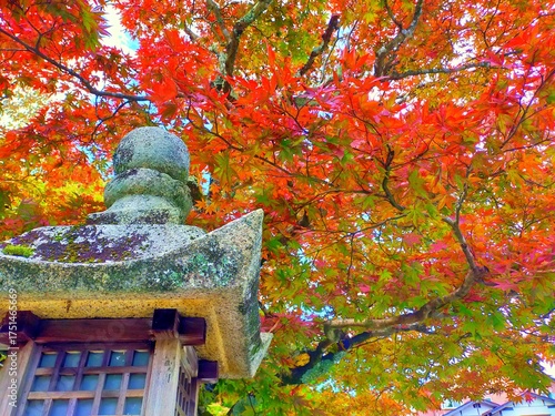 紅葉と石灯籠を見上げる秋の高野山