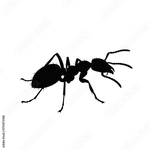 Silhouette of a common black ant insect detailed and isolated on a clean surface for nature studies isolated on white background Vector Illustration