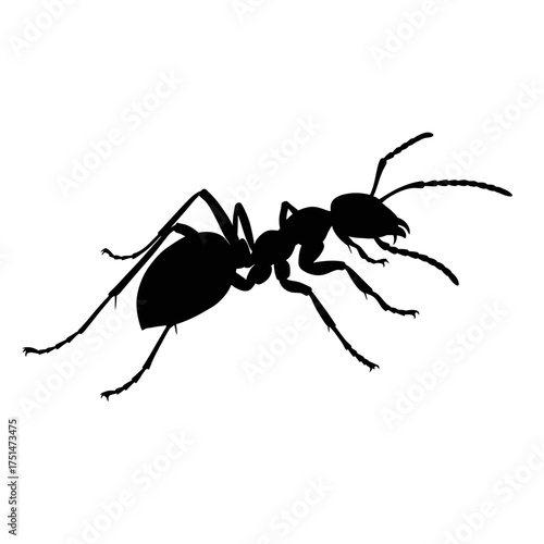 Detailed silhouette of a single black ant insect with long antennae and legs on a white canvas isolated on white background Vector Illustration