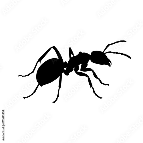 Detailed silhouette of a black ant insect crawling isolated on a clean for design isolated on white background Vector Illustration