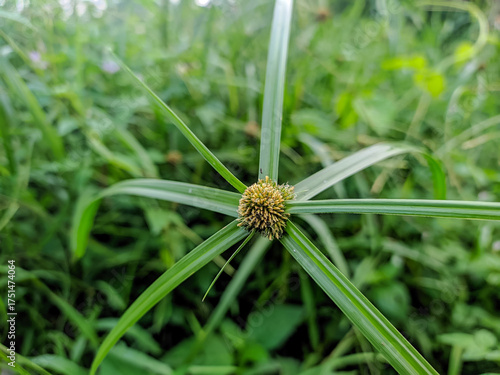 yellow flower in the grass