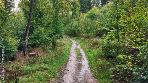 Konstfotografi Enjoy the Stunning and Scenic Forest Pathways that Flourish in the Beautiful Aut
