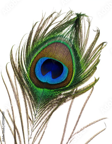 Close-up shot of a vibrant peacock feather, with an eye-like pattern