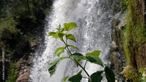 Video of a raspberry bush against the backdrop of Kamyshlinsky Waterfall in Altai