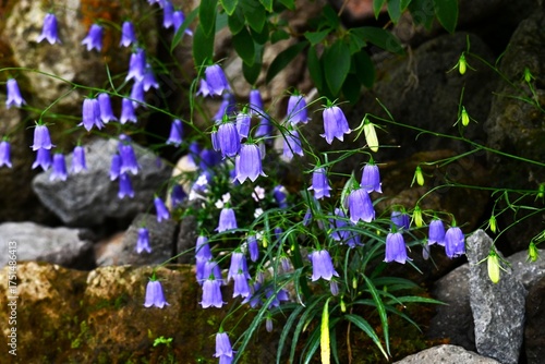 Wallpaper Mural Adenophora takedae flowers. Campanulaceae deciduous perennial plants. They grow wild on rocky areas in the mountains of Japan and bloom blue-purple bell-shaped flowers in autumn. Torontodigital.ca