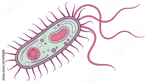 Illustration of a bacterium cell with flagella and internal organelles for educational purposes