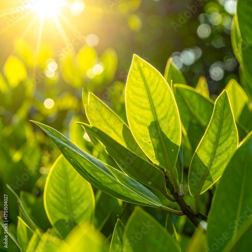 Lush green leaves backlit by a bright sun, dappled light