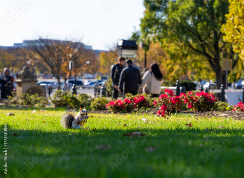 Squirrel in the park